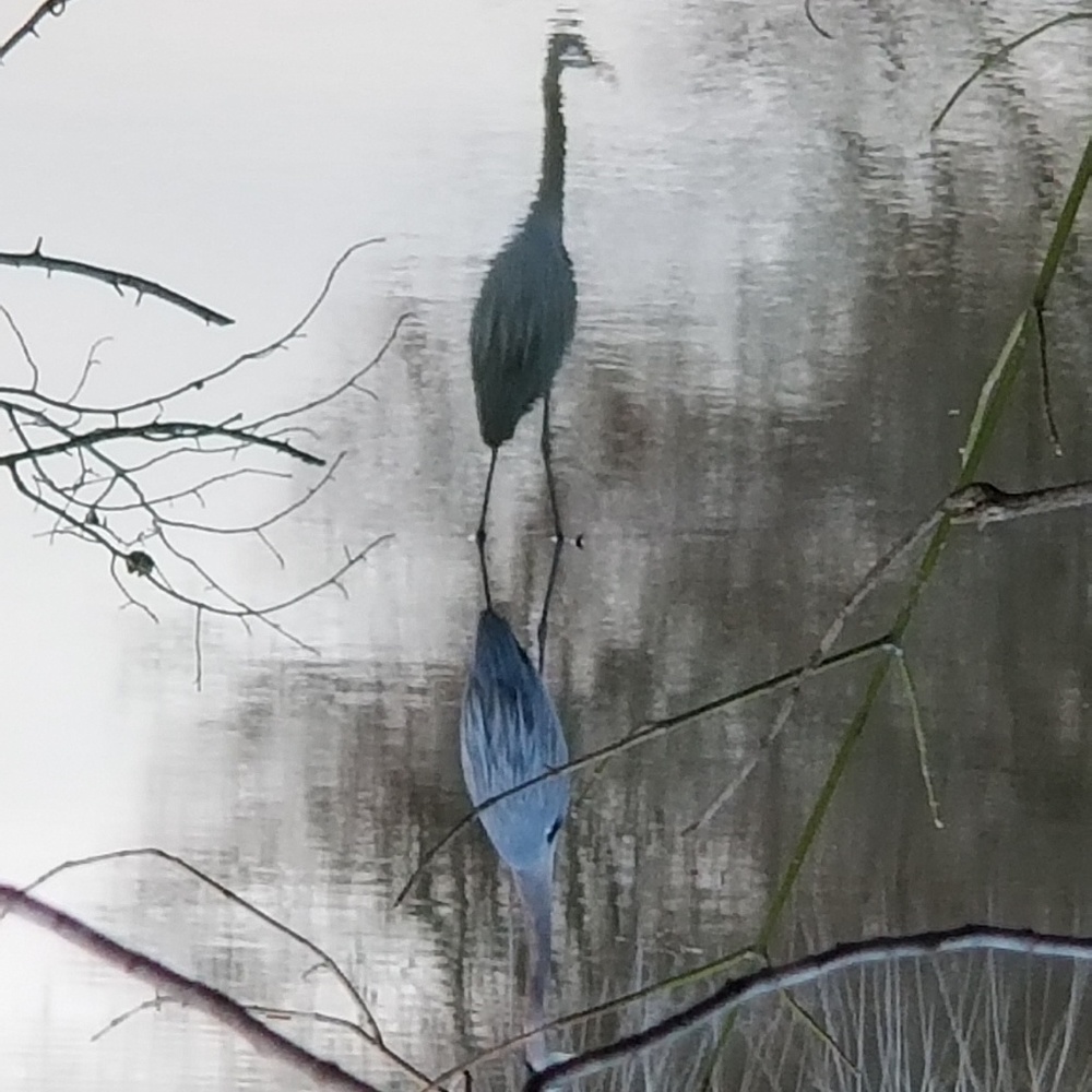 Stork Art Print